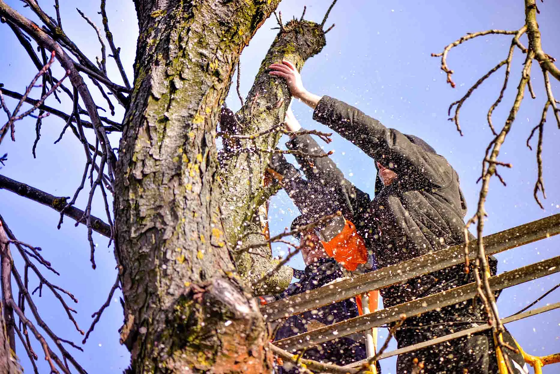 talando arbol